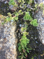 Alchemilla arvensis