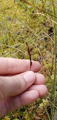Drosera rotundifolia