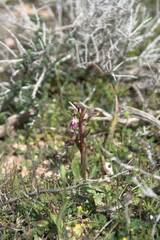 Anacamptis collina