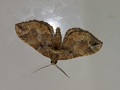 Pelurga comitata