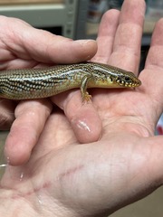 Plestiodon obsoletus