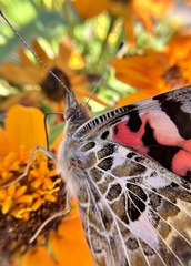 Vanessa cardui