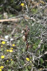 Anacamptis collina