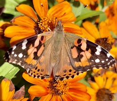 Vanessa cardui