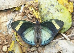 Euphaedra phaethusa