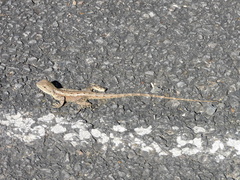Agamidae