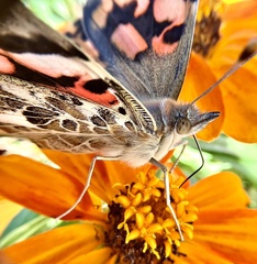 Vanessa cardui