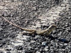 Agamidae