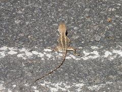 Agamidae