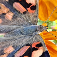 Vanessa cardui