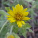 Rutter's False Goldenaster - Photo (c) Anthony Mendoza, some rights reserved (CC BY-NC-SA)