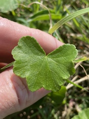 Hydrocotyle hirta
