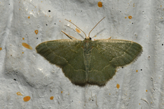 Chlorochlamys phyllinaria