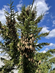 Picea rubens
