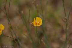 Linum berlandieri