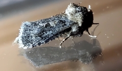 Acrolophus arcanella