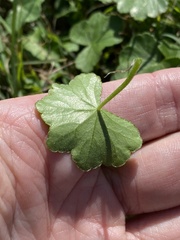 Hydrocotyle hirta