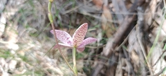 Elythranthera emarginata