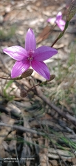 Elythranthera emarginata