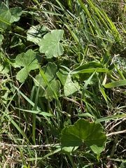 Hydrocotyle hirta