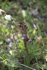 Anacamptis collina
