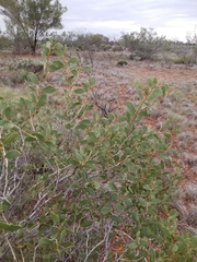 Acacia startii