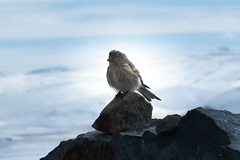 Linaria flavirostris