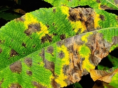 Cameraria caryaefoliella