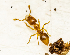 Solenopsis molesta