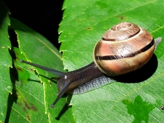 Cepaea