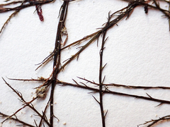 Desmarestia aculeata