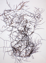 Desmarestia aculeata