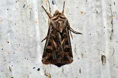 Euxoa auxiliaris