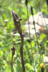 Anacamptis collina
