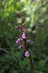 Anacamptis collina