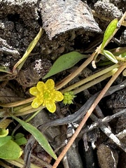 Ranunculus