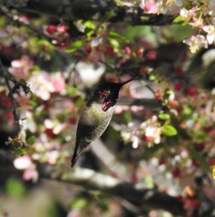 Calypte anna