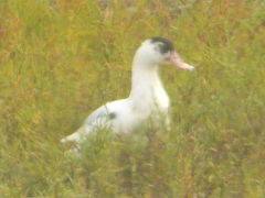 Anas platyrhynchos × Cairina moschata
