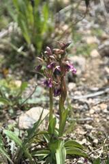 Anacamptis collina