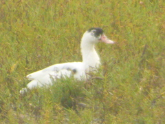 Anas platyrhynchos × Cairina moschata