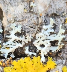 Physcia adscendens