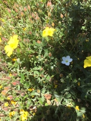 Cistus lasianthus