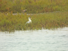 Anas platyrhynchos × Cairina moschata
