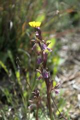 Anacamptis collina
