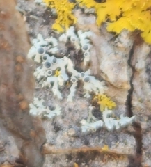Physcia adscendens