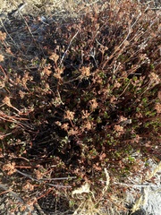 Eriogonum umbellatum