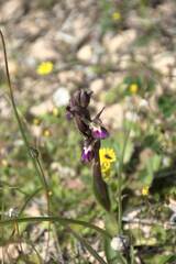 Anacamptis collina