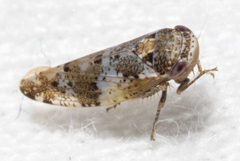 Norvellina mildredae