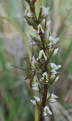Prasophyllum anticum