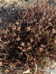 Eriogonum umbellatum